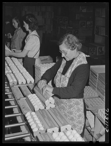Untitled photo, possibly related to: Petaluma, Sonoma County, California. Packing eggs into cartons