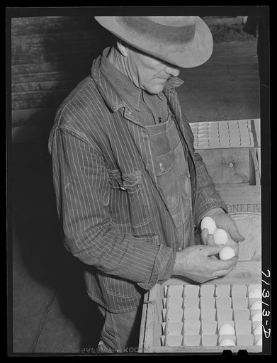 Untitled photo, possibly related to: Sonoma County, California. Examining pedigreed eggs
