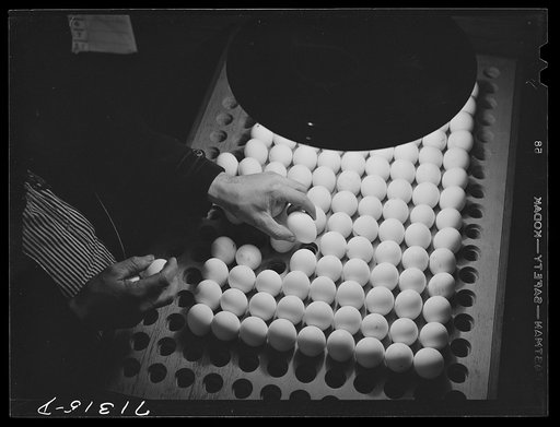 Petaluma, Sonoma County, California. Inspecting pedigreed eggs under a blue light to examine the texture and detect cracks. These eggs are produced for breeding purposes and worth at least one dollar each