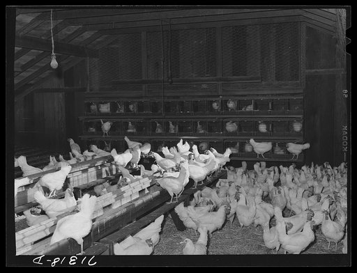 Untitled photo, possibly related to: Sonoma County, California. Hens in a chicken house with trap-nest in the background