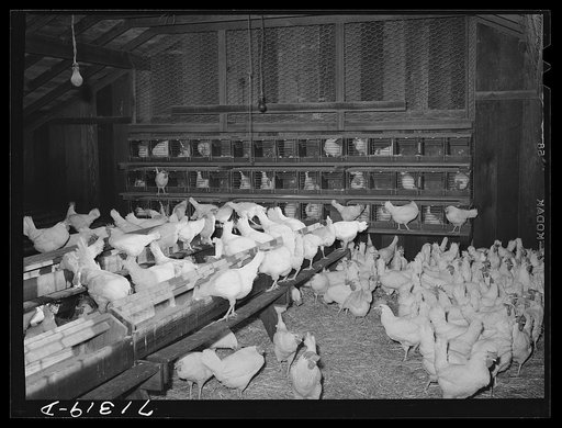 Untitled photo, possibly related to: Sonoma County, California. Hens in a chicken house with trap-nest in the background