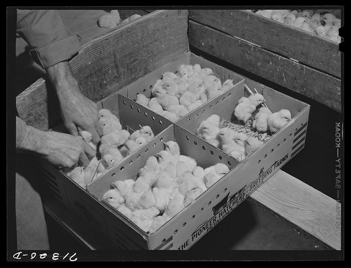 Petaluma, Sonoma County, California. Packing baby chicks for shipment from a hatchery