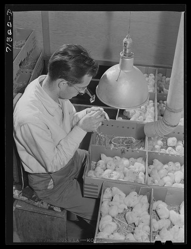 Petaluma, Sonoma County, California. Determining the sex of baby chicks at a hatchery