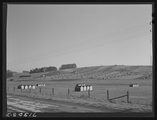 Untitled photo, possibly related to: Sonoma County, California. Chicken houses on a ranch