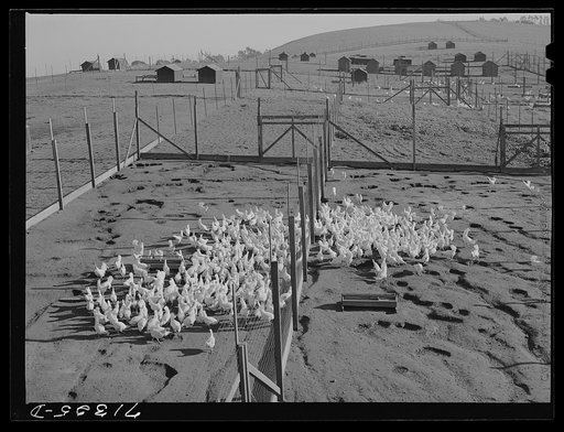 Sonoma County, California. Chickens in yard