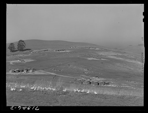Untitled photo, possibly related to: Sonoma County, California. Chicken ranch