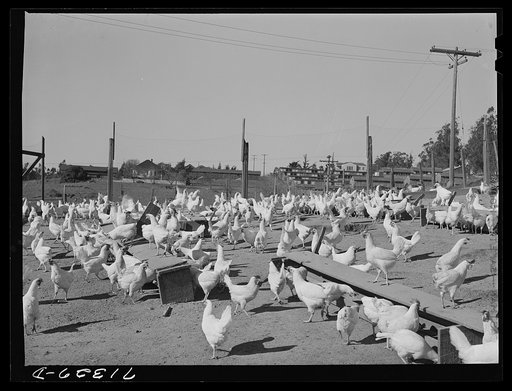 Sonoma County, California. Chickens raised for their eggs