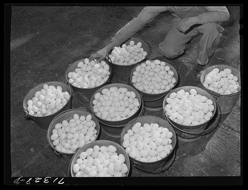 Sonoma County, California. The noon collection of eggs on a chicken ranch. It is the custom to collect the eggs twice daily on these large ranches