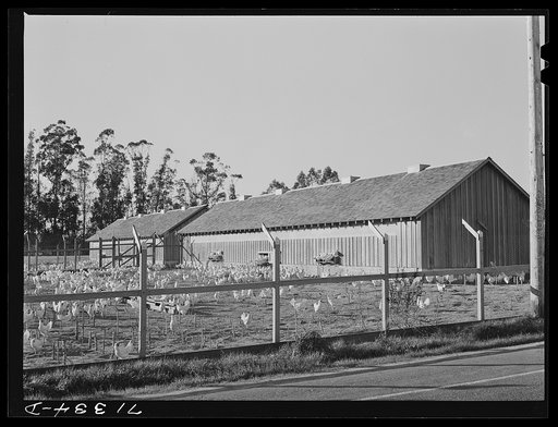 Sonoma County, California. Chickens and chicken house