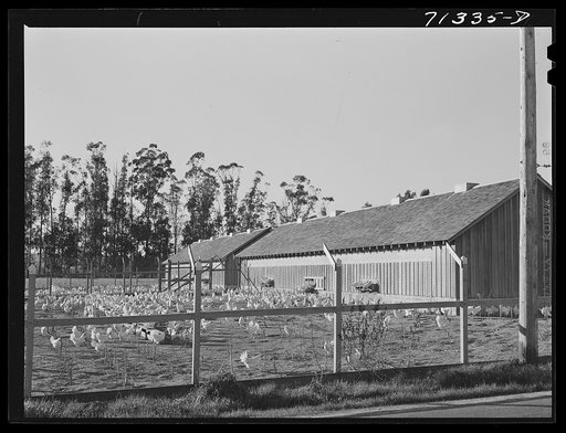 Untitled photo, possibly related to: Sonoma County, California. Chickens and chicken house