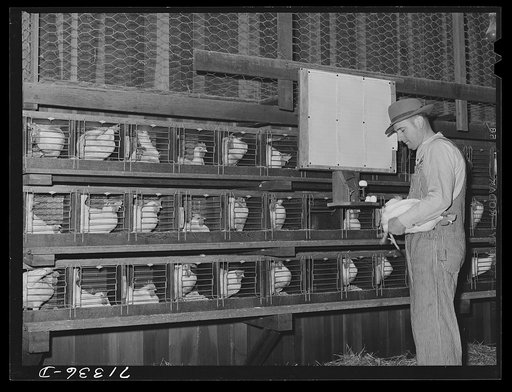 Untitled photo, possibly related to: Sonoma County, California. Trap-nests on a chicken ranch. The rancher is noting the weight of an egg just laid. He keeps check on the quantity and quality of each hen's eggs, thus producing high quality pedigreed eggs for breeding purposes