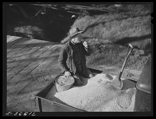 Sonoma County, California. Feed for laying chickens on a ranch