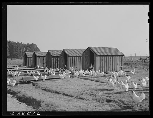 Sonoma County, California. Chickens on a ranch
