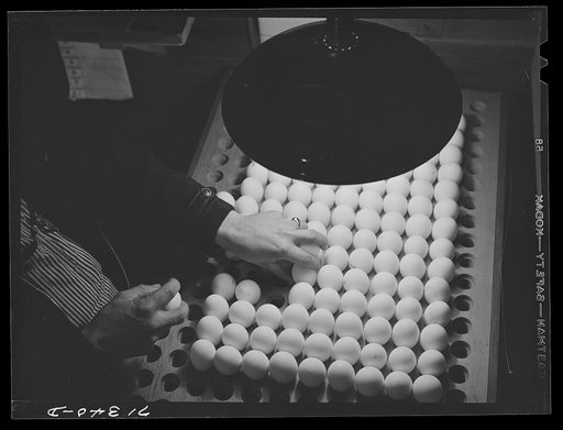 Untitled photo, possibly related to: Petaluma, Sonoma County, California. Inspecting pedigreed eggs under a blue light to examine the texture and detect cracks. These eggs are produced for breeding purposes and worth at least one dollar each