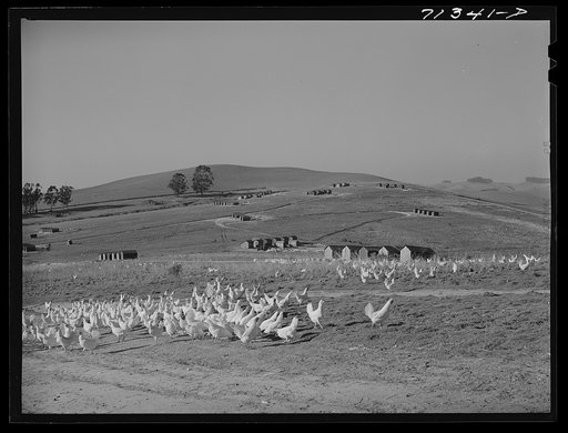 Sonoma County, California. Chickens and chicken houses on a ranch