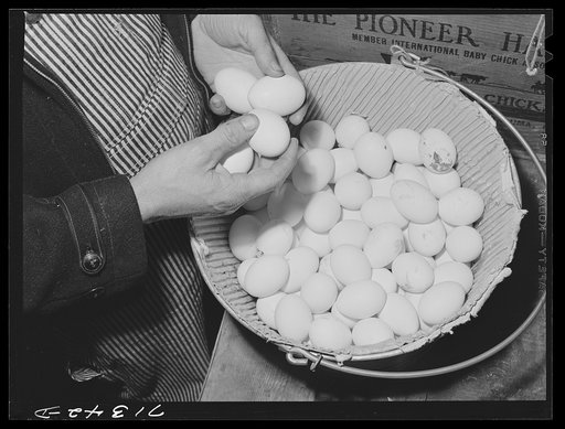 Sonoma County, California. Examining pedigreed eggs