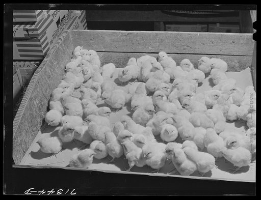 Petaluma, Sonoma County, California. Baby chicks at a hatchery