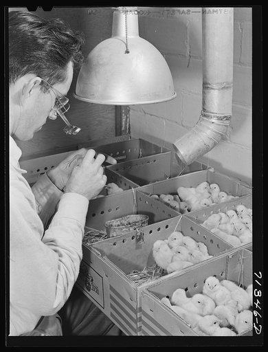 Untitled photo, possibly related to: Sonoma County, California. Determining the sex of a baby chick at a hatchery