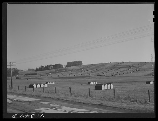 Untitled photo, possibly related to: Sonoma County, California. Chicken houses on a ranch