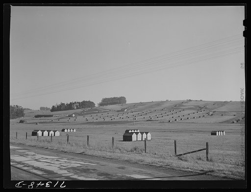 Sonoma County, California. Chicken houses on a ranch