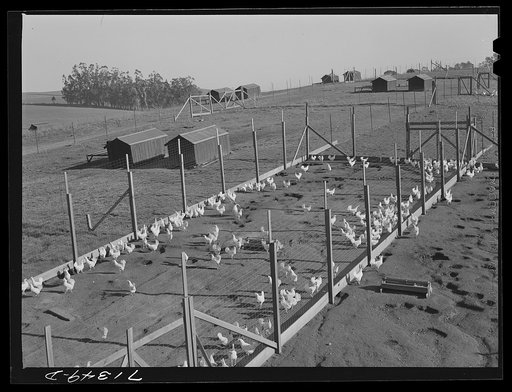 Sonoma County, California. Laying chickens on a ranch