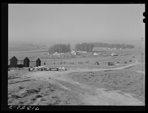 Sonoma County, California. Chicken ranches