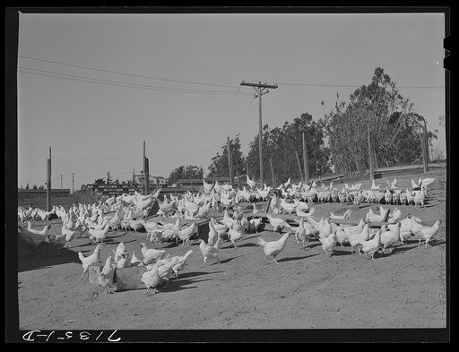 "[Untitled photo, possibly related to:  Sonoma County, California. Chickens raised for their eggs]"