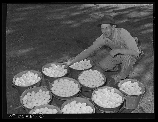 Sonoma County, California. Noon collection of eggs on a chicken ranch