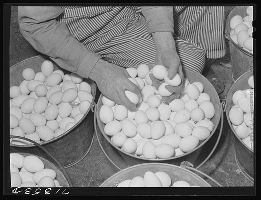Sonoma County, California. Freshly laid eggs