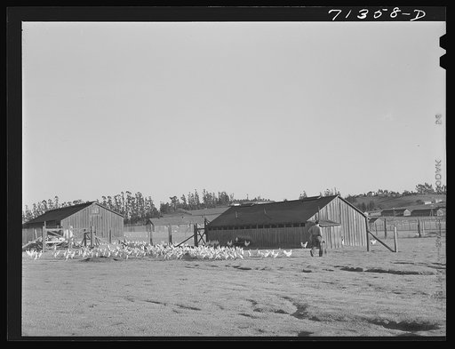 Untitled photo, possibly related to:  Sonoma County, California. Chickens and chicken house