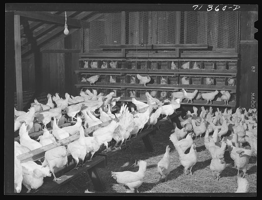 Sonoma County, California. Hens in a chicken house with trap-nest in the background