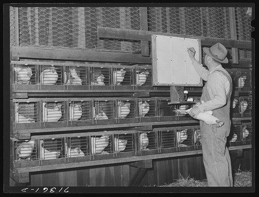 Sonoma County, California. Trap-nests on a chicken ranch. The rancher is noting the weight of an egg just laid. He keeps check on the quantity and quality of each hen's eggs, thus producing high quality pedigreed eggs for breeding purposes