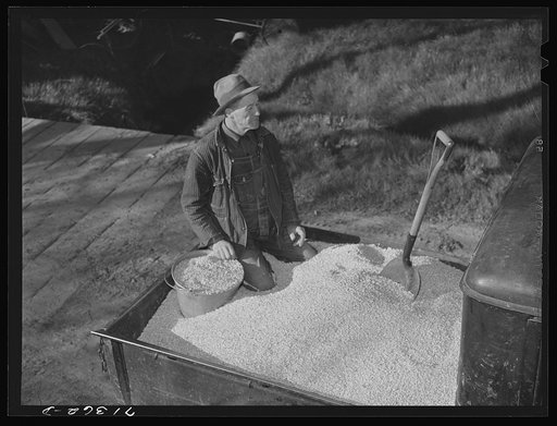 Untitled photo, possibly related to: Sonoma County, California. Feed for laying chickens on a ranch