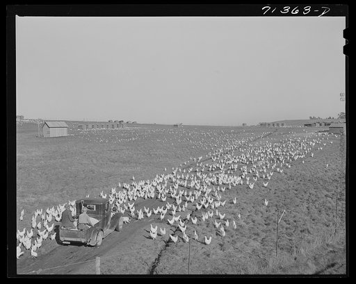 Sonoma County, California. Feeding chickens on a ranch