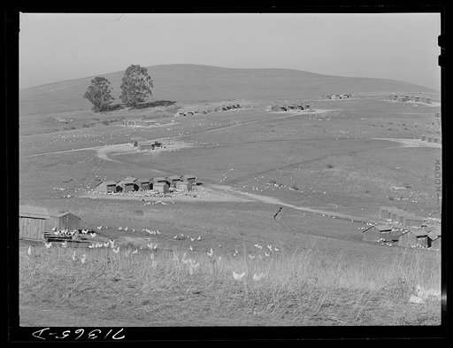 Sonoma County, California. Chicken ranch
