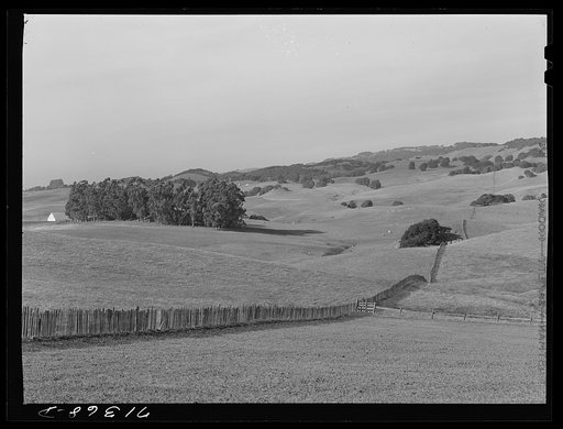 Sonoma County, California. Low rolling hills are typical of this country