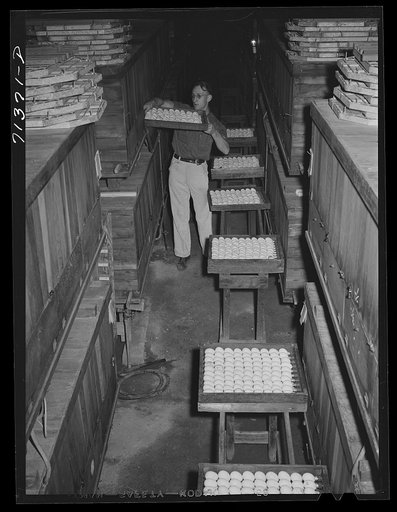 "[Untitled photo, possibly related to:  Petaluma, Sonoma County, California. Putting eggs into an incubator at a hatchery. In 1878, Lyman Ryce, a young Canadian, decided that the country around Petaluma was well adapted to poultry raising and egg production, and founded the industry. He conceived th