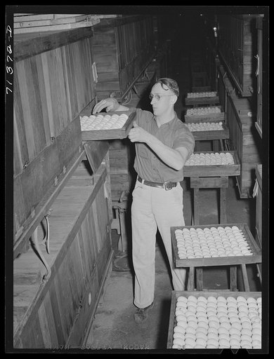 Untitled photo, possibly related to: Petaluma, Sonoma County, California. Putting eggs into an incubator at a hatchery. In 1878, Lyman Ryce, a young Canadian, decided that the country around Petaluma was well adapted to poultry raising and egg production and founded the industry. He conceived the id