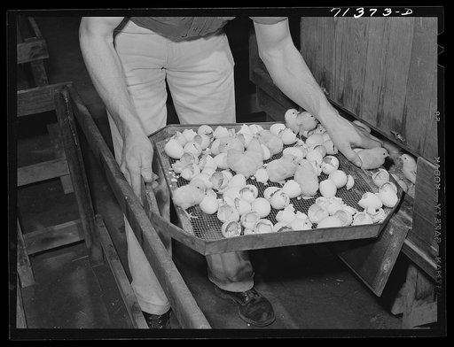 Petaluma, Sonoma County, California. Taking a tray of newly-hatched chicks out of an incubator