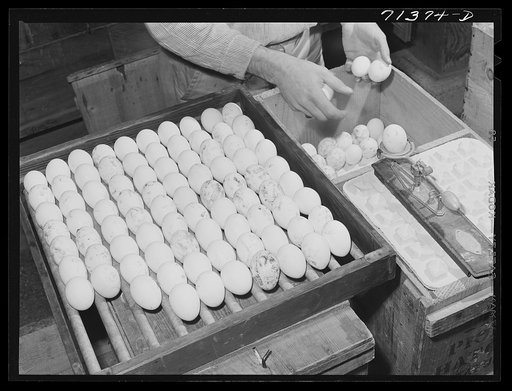 Untitled photo, possibly related to: Petaluma, Sonoma County, California. Weighing eggs to determine their suitability for the hatchery