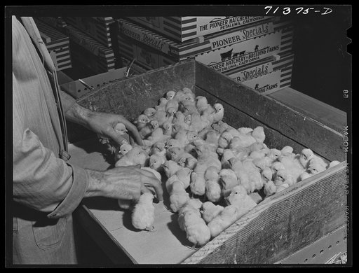 Petaluma, Sonoma County, California. Packing baby chicks at a hatchery