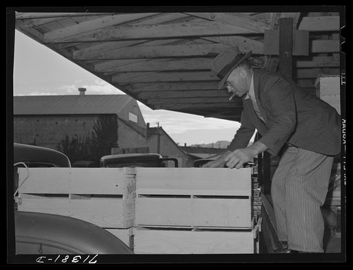 Untitled photo, possibly related to: Petaluma, Sonoma County, California. Putting crates of eggs onto a truck for transporting to the market