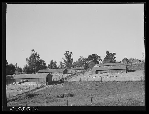 Sonoma County, California. Chicken houses on a ranch