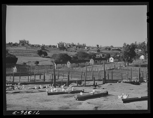 Sonoma County, California. Chicken ranches