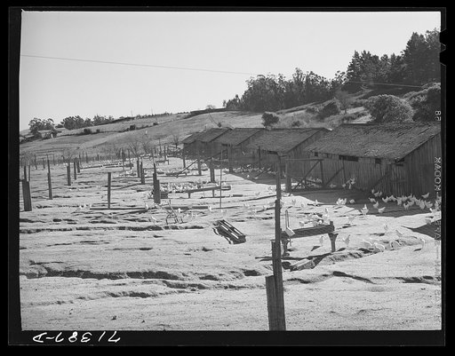 Untitled photo, possibly related to: Sonoma County, California. Chicken houses on a ranch