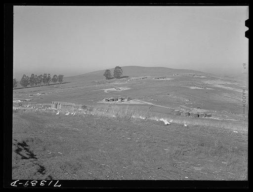 Untitled photo, possibly related to: Sonoma County, California. Chicken ranch