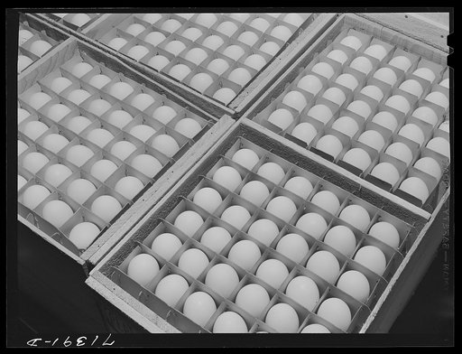 Sonoma County, California. Eggs