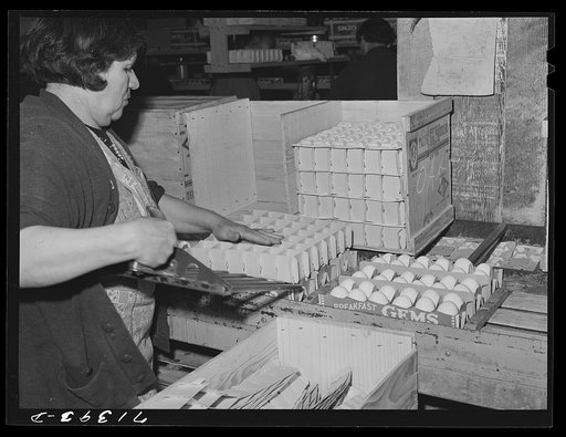 Sonoma County, California. Picking eggs