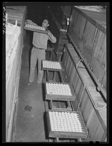 Untitled photo, possibly related to: Petaluma, Sonoma County, California. Putting eggs into an incubator at a hatchery. In 1878, Lyman Ryce, a young Canadian, decided that the country around Petaluma was well adapted to poultry raising and egg production, and founded the industry. He conceived the i