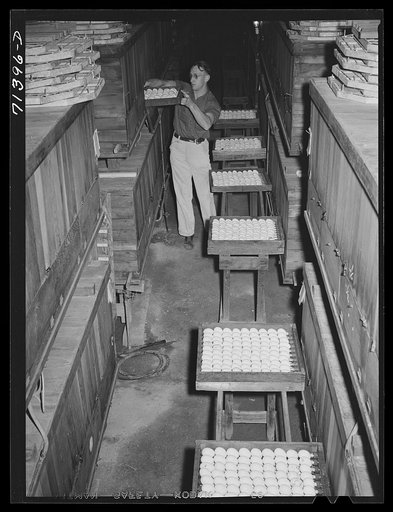 Petaluma, Sonoma County, California. Putting eggs into an incubator at a hatchery. In 1878, Lyman Ryce, a young Canadian, decided that the country around Petaluma was well adapted to poultry raising and egg production, and founded the industry. He conceived the idea of artificial incubation and live